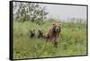 USA, Alaska, Katmai National Park, Hallo Bay. Coastal Brown Bear with twins-Frank Zurey-Framed Stretched Canvas