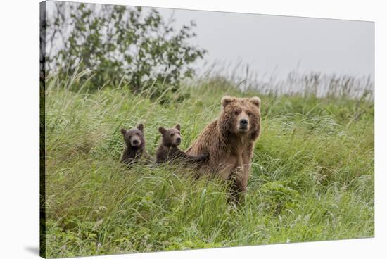 USA, Alaska, Katmai National Park, Hallo Bay. Coastal Brown Bear with twins-Frank Zurey-Stretched Canvas