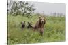 USA, Alaska, Katmai National Park, Hallo Bay. Coastal Brown Bear with twins-Frank Zurey-Stretched Canvas