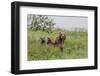 USA, Alaska, Katmai National Park, Hallo Bay. Coastal Brown Bear with twins-Frank Zurey-Framed Photographic Print