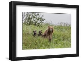 USA, Alaska, Katmai National Park, Hallo Bay. Coastal Brown Bear with twins-Frank Zurey-Framed Photographic Print