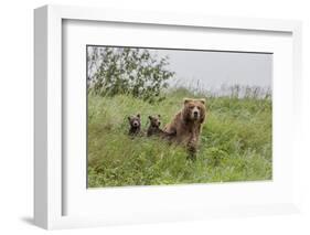 USA, Alaska, Katmai National Park, Hallo Bay. Coastal Brown Bear with twins-Frank Zurey-Framed Photographic Print