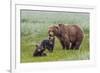 USA, Alaska, Katmai National Park, Hallo Bay. Coastal Brown Bear with twins-Frank Zurey-Framed Photographic Print