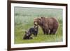 USA, Alaska, Katmai National Park, Hallo Bay. Coastal Brown Bear with twins-Frank Zurey-Framed Photographic Print