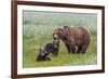 USA, Alaska, Katmai National Park, Hallo Bay. Coastal Brown Bear with twins-Frank Zurey-Framed Photographic Print