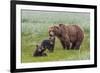 USA, Alaska, Katmai National Park, Hallo Bay. Coastal Brown Bear with twins-Frank Zurey-Framed Photographic Print