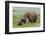 USA, Alaska, Katmai National Park, Hallo Bay. Coastal Brown Bear with twins-Frank Zurey-Framed Photographic Print