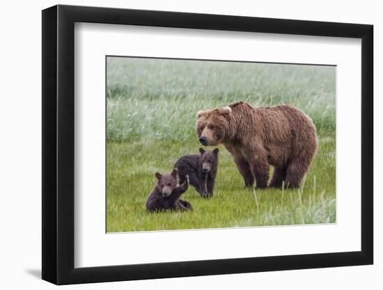 USA, Alaska, Katmai National Park, Hallo Bay. Coastal Brown Bear with twins-Frank Zurey-Framed Photographic Print