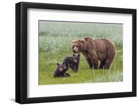 USA, Alaska, Katmai National Park, Hallo Bay. Coastal Brown Bear with twins-Frank Zurey-Framed Photographic Print