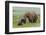 USA, Alaska, Katmai National Park, Hallo Bay. Coastal Brown Bear with twins-Frank Zurey-Framed Photographic Print