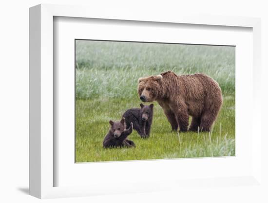 USA, Alaska, Katmai National Park, Hallo Bay. Coastal Brown Bear with twins-Frank Zurey-Framed Photographic Print