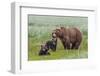 USA, Alaska, Katmai National Park, Hallo Bay. Coastal Brown Bear with twins-Frank Zurey-Framed Photographic Print