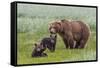 USA, Alaska, Katmai National Park, Hallo Bay. Coastal Brown Bear with twins-Frank Zurey-Framed Stretched Canvas