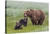 USA, Alaska, Katmai National Park, Hallo Bay. Coastal Brown Bear with twins-Frank Zurey-Stretched Canvas