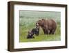 USA, Alaska, Katmai National Park, Hallo Bay. Coastal Brown Bear with twins-Frank Zurey-Framed Premium Photographic Print