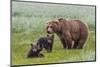 USA, Alaska, Katmai National Park, Hallo Bay. Coastal Brown Bear with twins-Frank Zurey-Mounted Premium Photographic Print