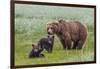 USA, Alaska, Katmai National Park, Hallo Bay. Coastal Brown Bear with twins-Frank Zurey-Framed Photographic Print