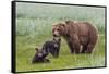 USA, Alaska, Katmai National Park, Hallo Bay. Coastal Brown Bear with twins-Frank Zurey-Framed Stretched Canvas