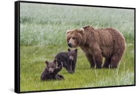 USA, Alaska, Katmai National Park, Hallo Bay. Coastal Brown Bear with twins-Frank Zurey-Framed Stretched Canvas