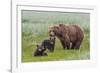 USA, Alaska, Katmai National Park, Hallo Bay. Coastal Brown Bear with twins-Frank Zurey-Framed Photographic Print