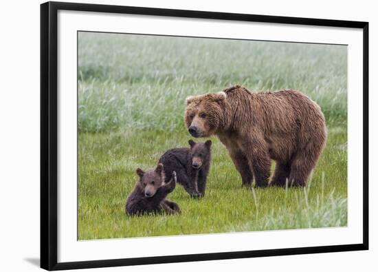 USA, Alaska, Katmai National Park, Hallo Bay. Coastal Brown Bear with twins-Frank Zurey-Framed Photographic Print