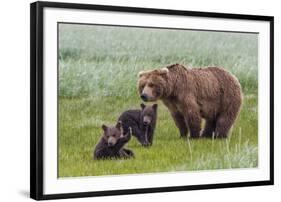 USA, Alaska, Katmai National Park, Hallo Bay. Coastal Brown Bear with twins-Frank Zurey-Framed Photographic Print