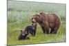 USA, Alaska, Katmai National Park, Hallo Bay. Coastal Brown Bear with twins-Frank Zurey-Mounted Photographic Print