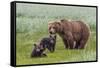 USA, Alaska, Katmai National Park, Hallo Bay. Coastal Brown Bear with twins-Frank Zurey-Framed Stretched Canvas