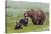 USA, Alaska, Katmai National Park, Hallo Bay. Coastal Brown Bear with twins-Frank Zurey-Stretched Canvas