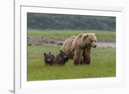 USA, Alaska, Katmai National Park, Hallo Bay. Coastal Brown Bear with twins-Frank Zurey-Framed Photographic Print