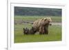 USA, Alaska, Katmai National Park, Hallo Bay. Coastal Brown Bear with twins-Frank Zurey-Framed Photographic Print