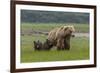 USA, Alaska, Katmai National Park, Hallo Bay. Coastal Brown Bear with twins-Frank Zurey-Framed Photographic Print