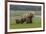 USA, Alaska, Katmai National Park, Hallo Bay. Coastal Brown Bear with twins-Frank Zurey-Framed Photographic Print