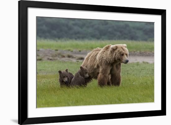 USA, Alaska, Katmai National Park, Hallo Bay. Coastal Brown Bear with twins-Frank Zurey-Framed Photographic Print