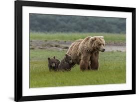 USA, Alaska, Katmai National Park, Hallo Bay. Coastal Brown Bear with twins-Frank Zurey-Framed Photographic Print