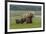 USA, Alaska, Katmai National Park, Hallo Bay. Coastal Brown Bear with twins-Frank Zurey-Framed Photographic Print