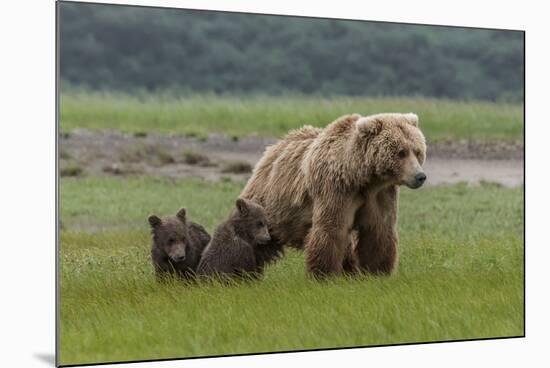 USA, Alaska, Katmai National Park, Hallo Bay. Coastal Brown Bear with twins-Frank Zurey-Mounted Photographic Print