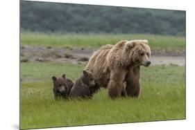 USA, Alaska, Katmai National Park, Hallo Bay. Coastal Brown Bear with twins-Frank Zurey-Mounted Photographic Print