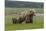 USA, Alaska, Katmai National Park, Hallo Bay. Coastal Brown Bear with twins-Frank Zurey-Mounted Photographic Print