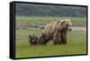 USA, Alaska, Katmai National Park, Hallo Bay. Coastal Brown Bear with twins-Frank Zurey-Framed Stretched Canvas