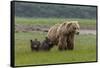 USA, Alaska, Katmai National Park, Hallo Bay. Coastal Brown Bear with twins-Frank Zurey-Framed Stretched Canvas