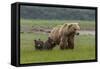 USA, Alaska, Katmai National Park, Hallo Bay. Coastal Brown Bear with twins-Frank Zurey-Framed Stretched Canvas