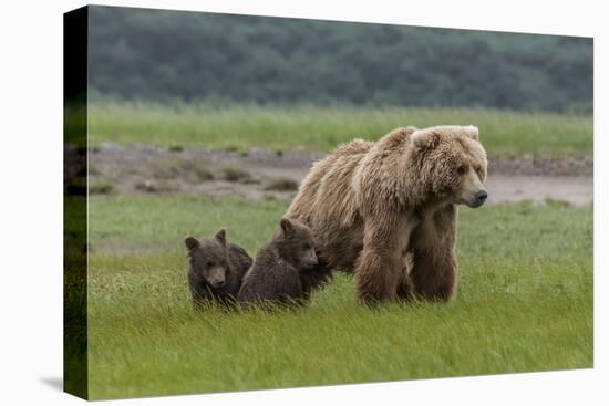 USA, Alaska, Katmai National Park, Hallo Bay. Coastal Brown Bear with twins-Frank Zurey-Stretched Canvas