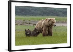 USA, Alaska, Katmai National Park, Hallo Bay. Coastal Brown Bear with twins-Frank Zurey-Framed Photographic Print