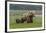 USA, Alaska, Katmai National Park, Hallo Bay. Coastal Brown Bear with twins-Frank Zurey-Framed Photographic Print