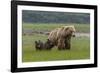 USA, Alaska, Katmai National Park, Hallo Bay. Coastal Brown Bear with twins-Frank Zurey-Framed Photographic Print