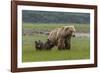 USA, Alaska, Katmai National Park, Hallo Bay. Coastal Brown Bear with twins-Frank Zurey-Framed Photographic Print