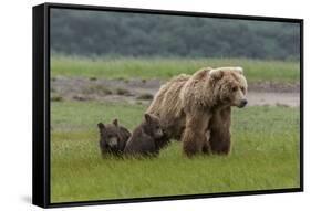 USA, Alaska, Katmai National Park, Hallo Bay. Coastal Brown Bear with twins-Frank Zurey-Framed Stretched Canvas