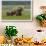 USA, Alaska, Katmai National Park, Hallo Bay. Coastal Brown Bear with twins-Frank Zurey-Framed Photographic Print displayed on a wall