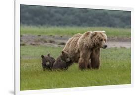 USA, Alaska, Katmai National Park, Hallo Bay. Coastal Brown Bear with twins-Frank Zurey-Framed Photographic Print